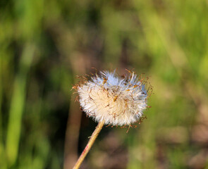 white fluffy dandelion on  background of green grass.