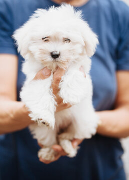 Woman holding in her arms and cuddling a white puppy dog