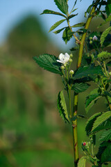 Flowers of dewberry