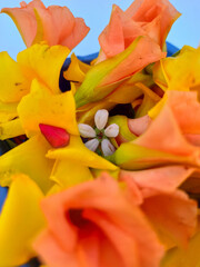 close up yellow and orange flowers