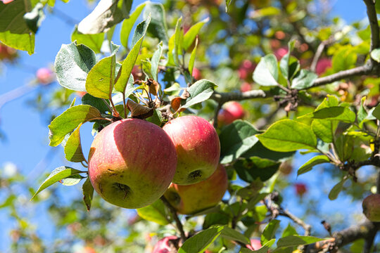 Äpfelbäum im Herbst im Elsass