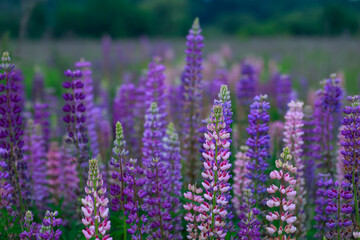 flowerses lupines on field