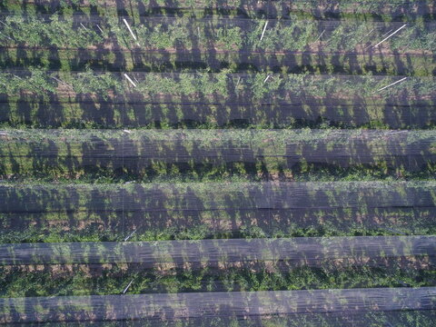 Close-up of hail nets on apple orchard plantation