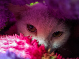 portrait of a cat in colorful background 