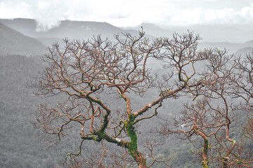 Without leaf tree in the middle of nowhere