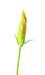 bud with a flower of vegetable marrow on a white background