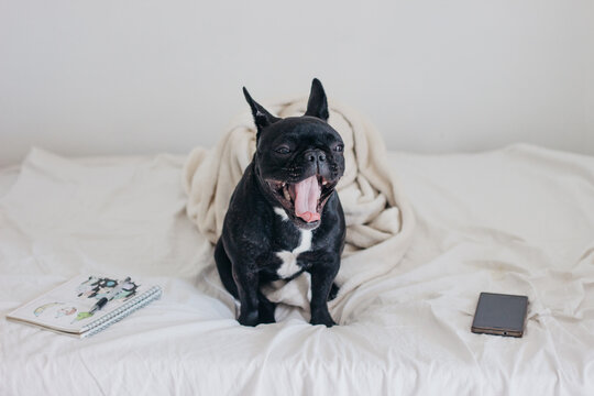 Cute french bulldog on the bed