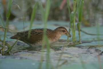 Baillon's crake with hunt 