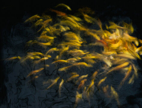Long time exposure of a swarm of golden Koi fish