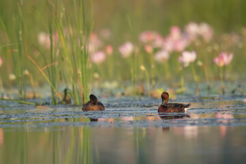 Ferruginous duck with lotus flowers 
