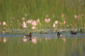 Ferruginous duck with lotus flowers 