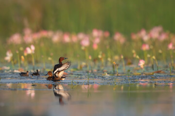Ferruginous duck with lotus flowers