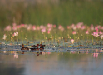 Ferruginous duck with lotus flowers