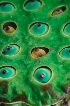 lotus pod with seed