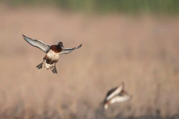 Ferruginous duck landing in wetland