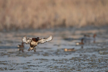 Ferruginous duck landing in wetland