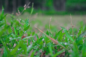 grass with dew