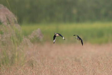 Cotton pygmy goose flying