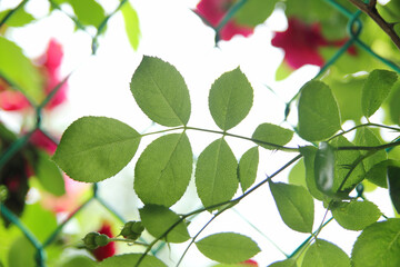 Sunlight is shining on the tender leaves.