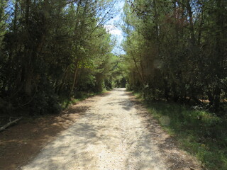 Obraz premium Feldweg, Straße, Allee in Istrien, Kroatien