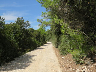 Feldweg, Straße, Allee in Istrien, Kroatien