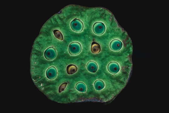 lotus pod with seed