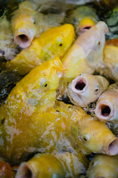 A swarm of yellow starving Koi waiting to get fed
