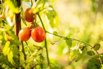 growth red tomato in Greenhouse. red tomatoes on a branch