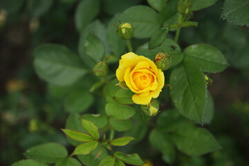 A yellow garden rose and leaves.