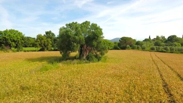 ULIVO SECOLARE nel mezzo di un campo di grano