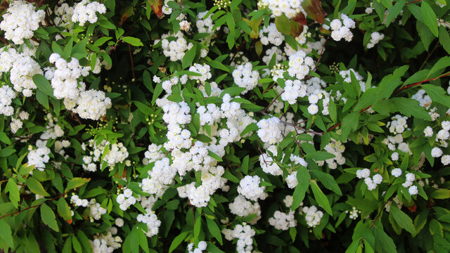 Small white flowers of Reeve's spiraea bush growing in a garden. Spiraea cantoniensis.