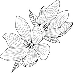 Vector Illustration Anti Stress Coloring Book Page Line Art Doodle Floral Tattoo Flowers Leaves Outline Sketch White Background