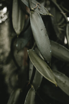 Details Of Water Drops On Dark Green Plants