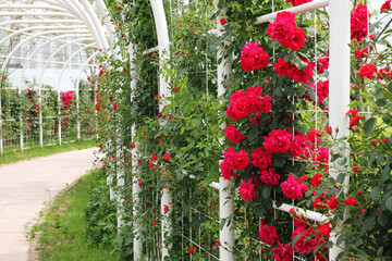 A tunnel of red rose flowers and dung beetles.
