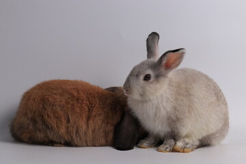 white rabbit and brown rabbit