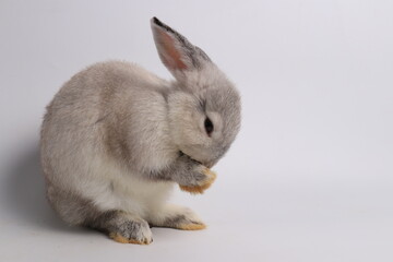 Cute Side Profile of Grey Bunny Rabbit on White background