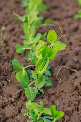 Young sprouts of peas