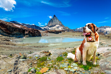 Saint Bernard rescue dog with keg of brandy in Alpine meadows around Matterhorn Peak. Mount Cervin of Swiss Alps reflected in glacier lake by Trockener Steg of Zermatt, mountain in Valais Switzerland.