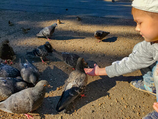 Cute boy feeds pigeons with his hands in the city Park in the setting sun.