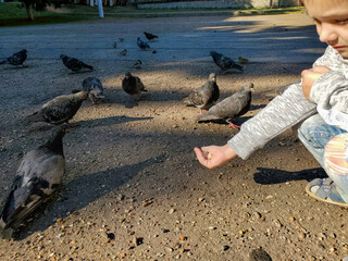 feeding pigeons bread from a child's hand. Feeding pigeons in the sunset in the city Park.