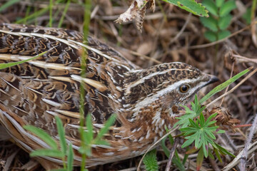 Fototapeta premium A female wild partridge hides among the grass.