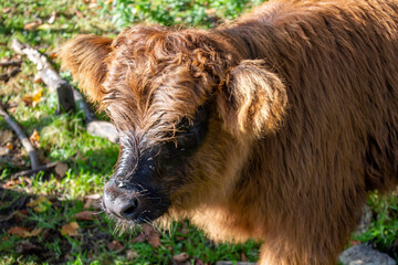Fototapeta premium Kuh Kalb Büffel junges Highland Kalb