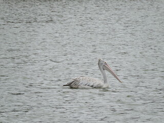 pelicans on the sea