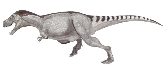 Obraz na płótnie Canvas ティラノサウルス　白亜紀後期の大型肉食恐竜。上下の顎は重く鼻先は細長い。頭部を真正面から見るとフクロウのような視野の広がりをもつ。巨大な上顎が視野を妨げるような構造ではなく、獲物との距離感が正確につかめるような構造である。広範な地域順応性があったと思われ、イラストのように寒冷地に生息する同種は体毛を持ったものもいたと思われる。