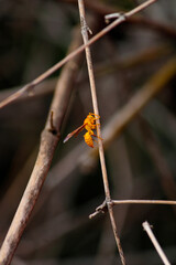 close up of a honeybee on a branch