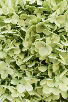 Green hydrangea blossoms