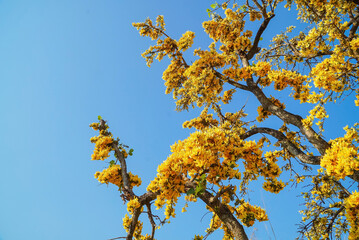 Fototapeta premium Bright yellow palatine, The yellow palms are blooming and bright against the blue sky as the background.