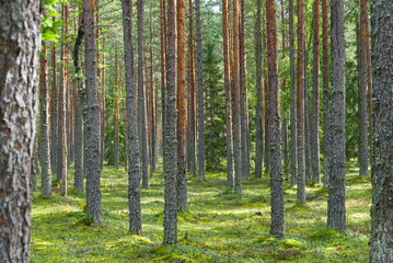 Pine forest in Baltic countries, Estonia.