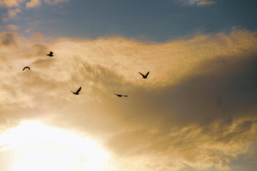 birds flying in the sky