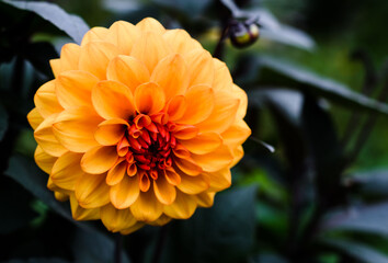 Orange Dahlia flower of an unusual shade in the garden among the leaves. The cultivation of garden plants. Flowering.